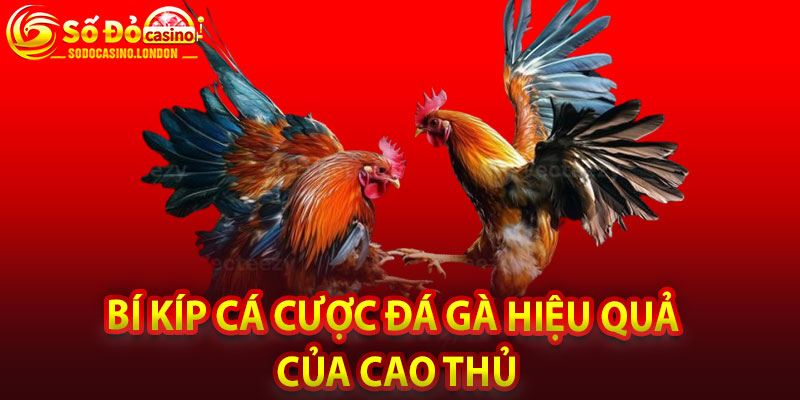 Bí Kíp Cá Cược Đá Gà Hiệu Quả Của Cao Thủ