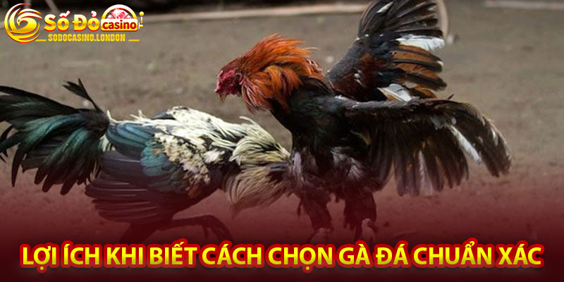Lợi Ích Khi Biết Cách Chọn Gà Đá Chuẩn Xác