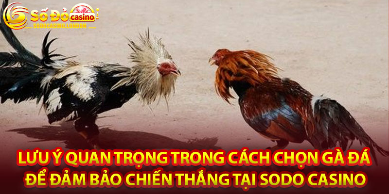 Lưu Ý Quan Trọng Trong Cách Chọn Gà Đá Để Đảm Bảo Chiến Thắng Tại Sodo Casino