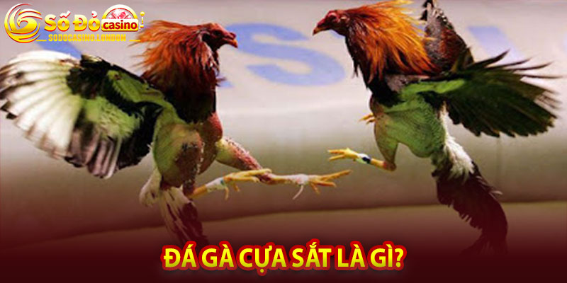 Đá Gà Cựa Sắt Là Gì?
